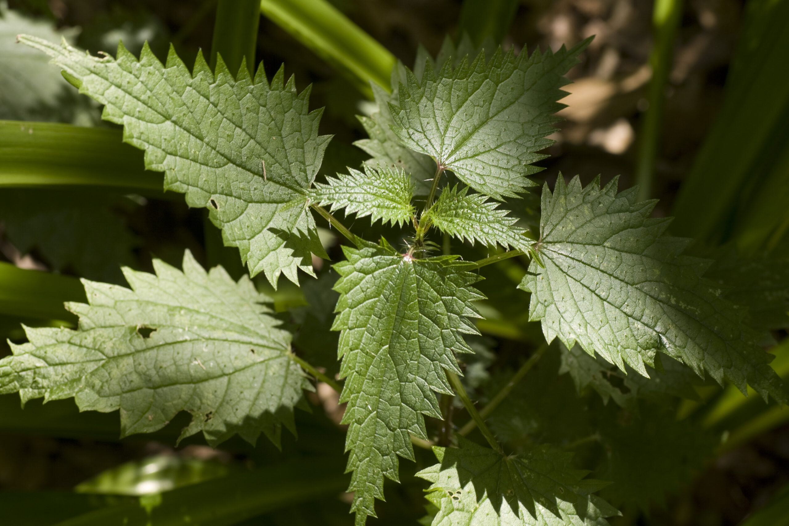 Stinging Nettle (File:Urtica dioica - common nettle.jpg)