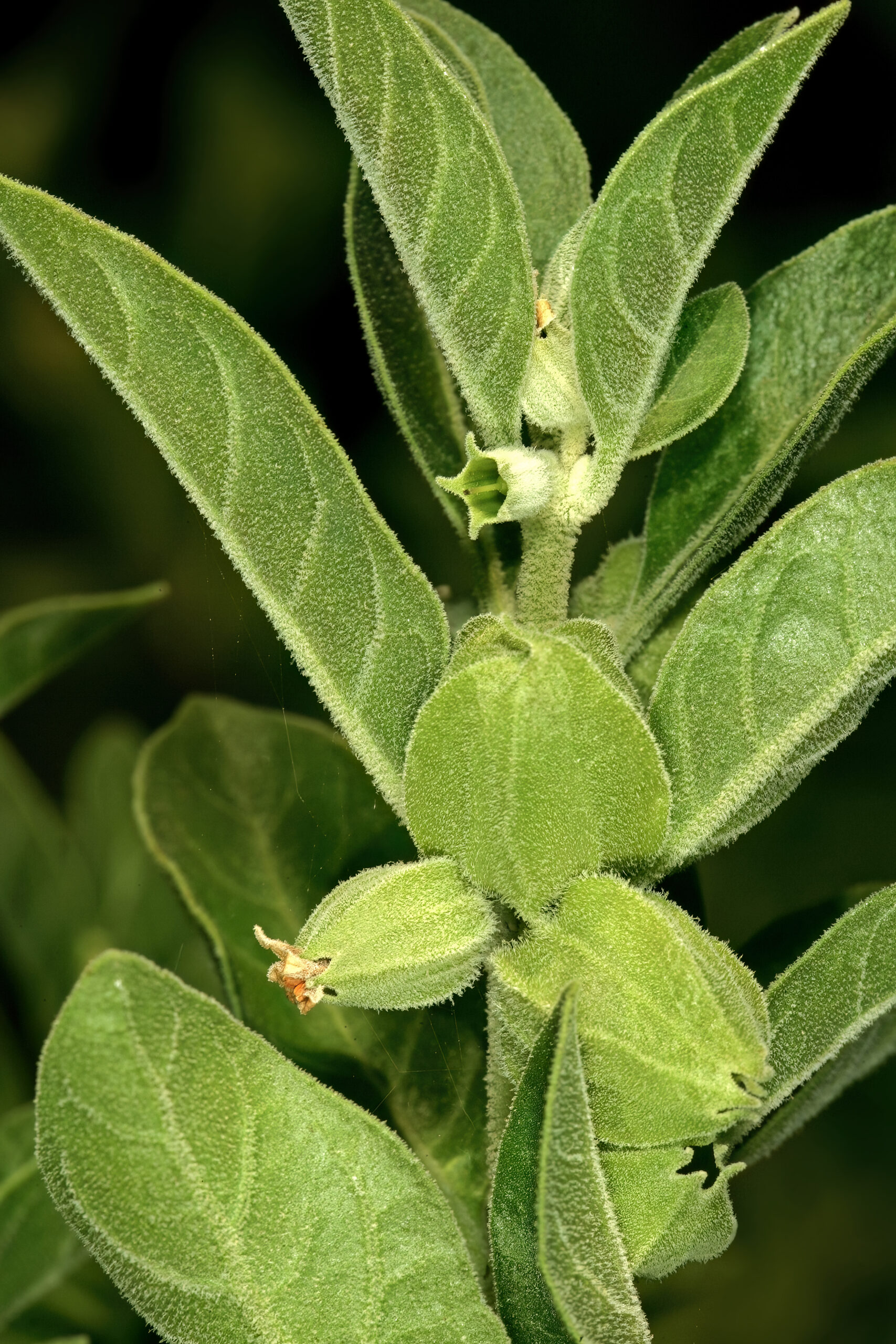 Ashwagandha (Withania somnifera)
