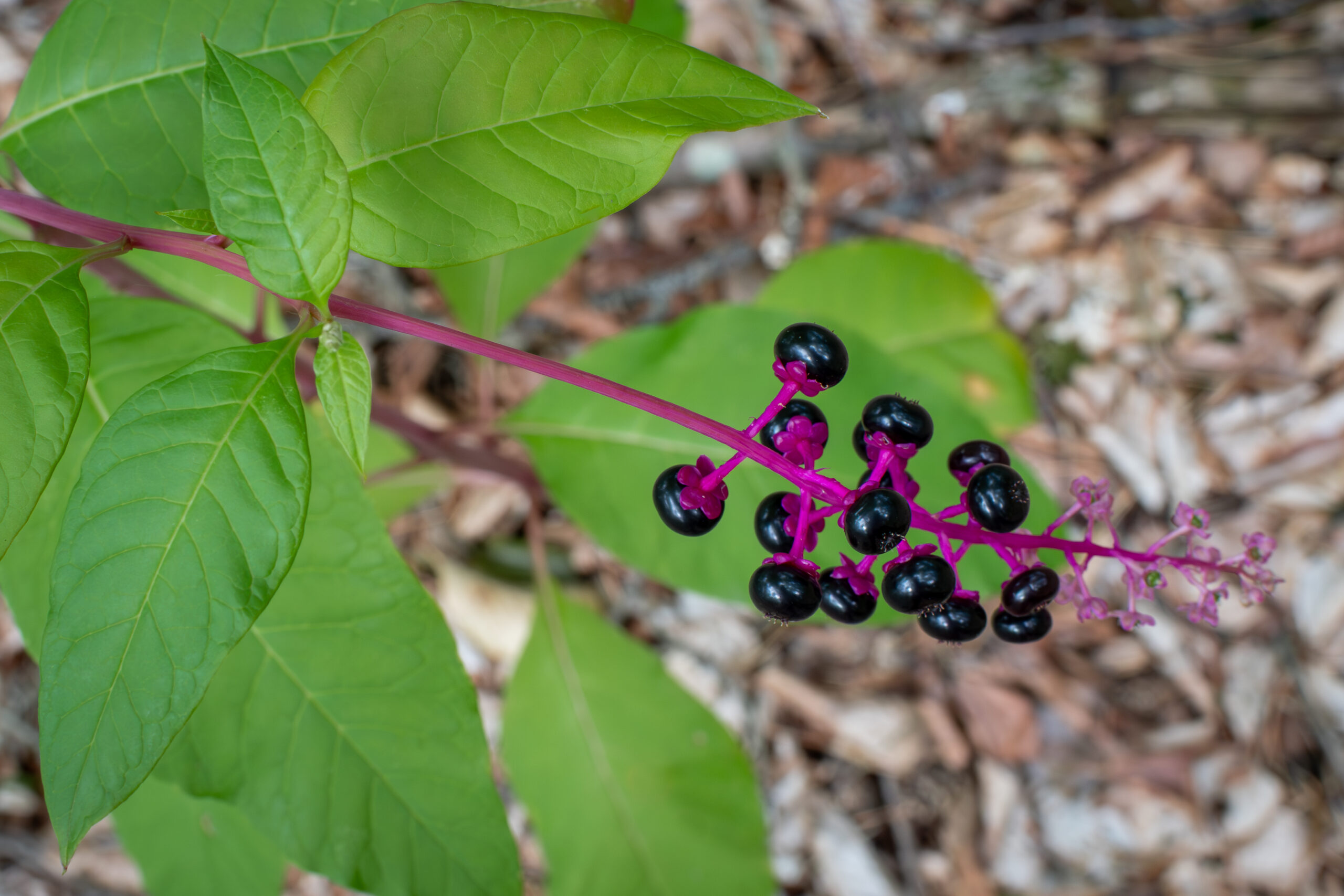 Pokeweed/Pokeberry — toxic lookalike