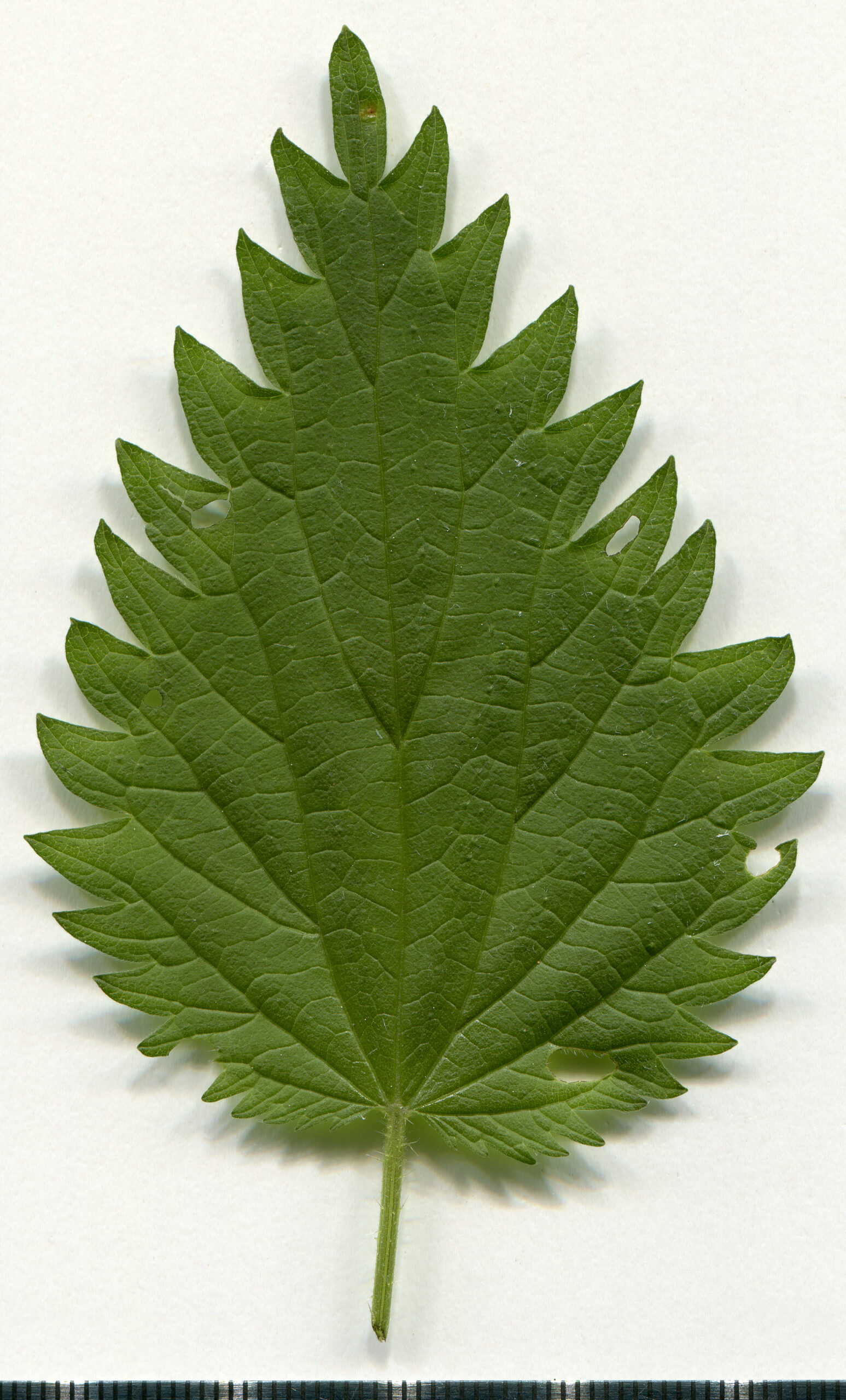 Stinging Nettle (Urtica dioica)